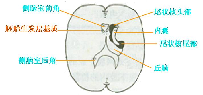 新生儿颅内出血长大后有后遗症吗,新生儿颅内一级出血会影响智力吗