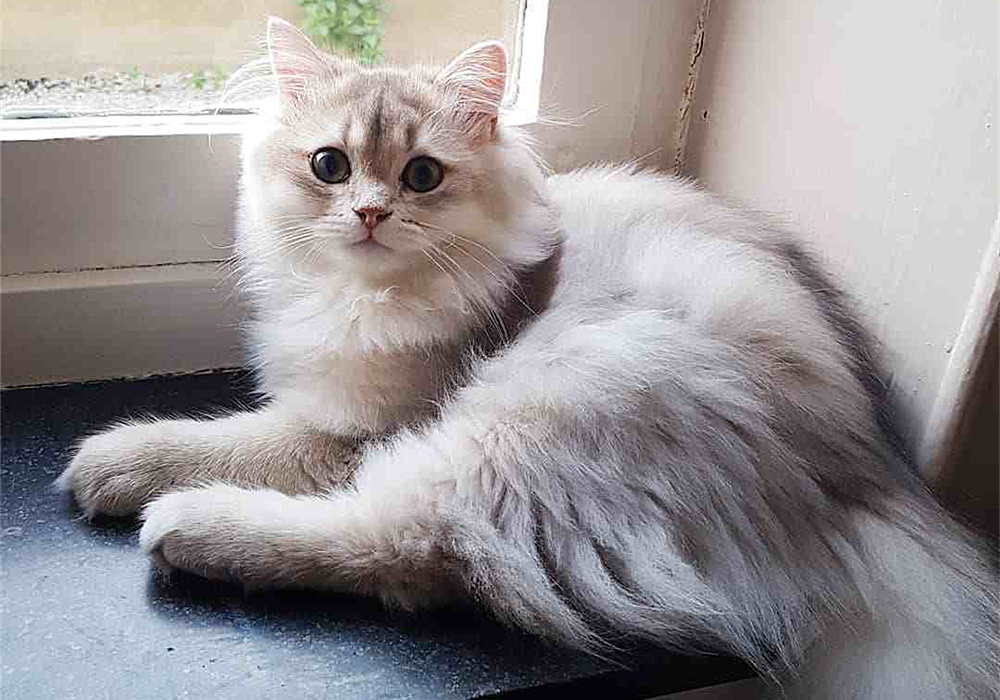 猫咪毛发会因为长大改变,猫咪秃头怎么回事