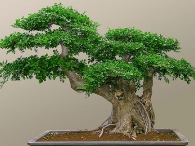 对节白蜡盆景造型大全,对节白蜡盆栽养殖方法