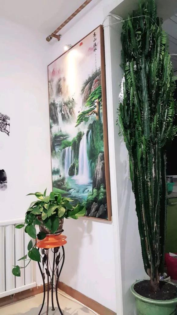 客厅养绿植养几棵最合适,室内适合养什么树一年四季