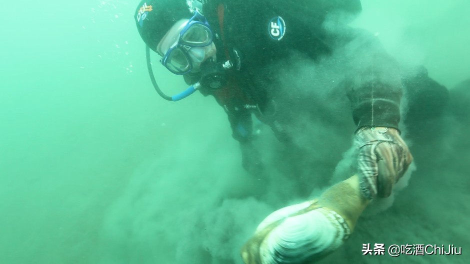 长相难以启齿的象拔蚌,当年餐桌上可是炙手可热!