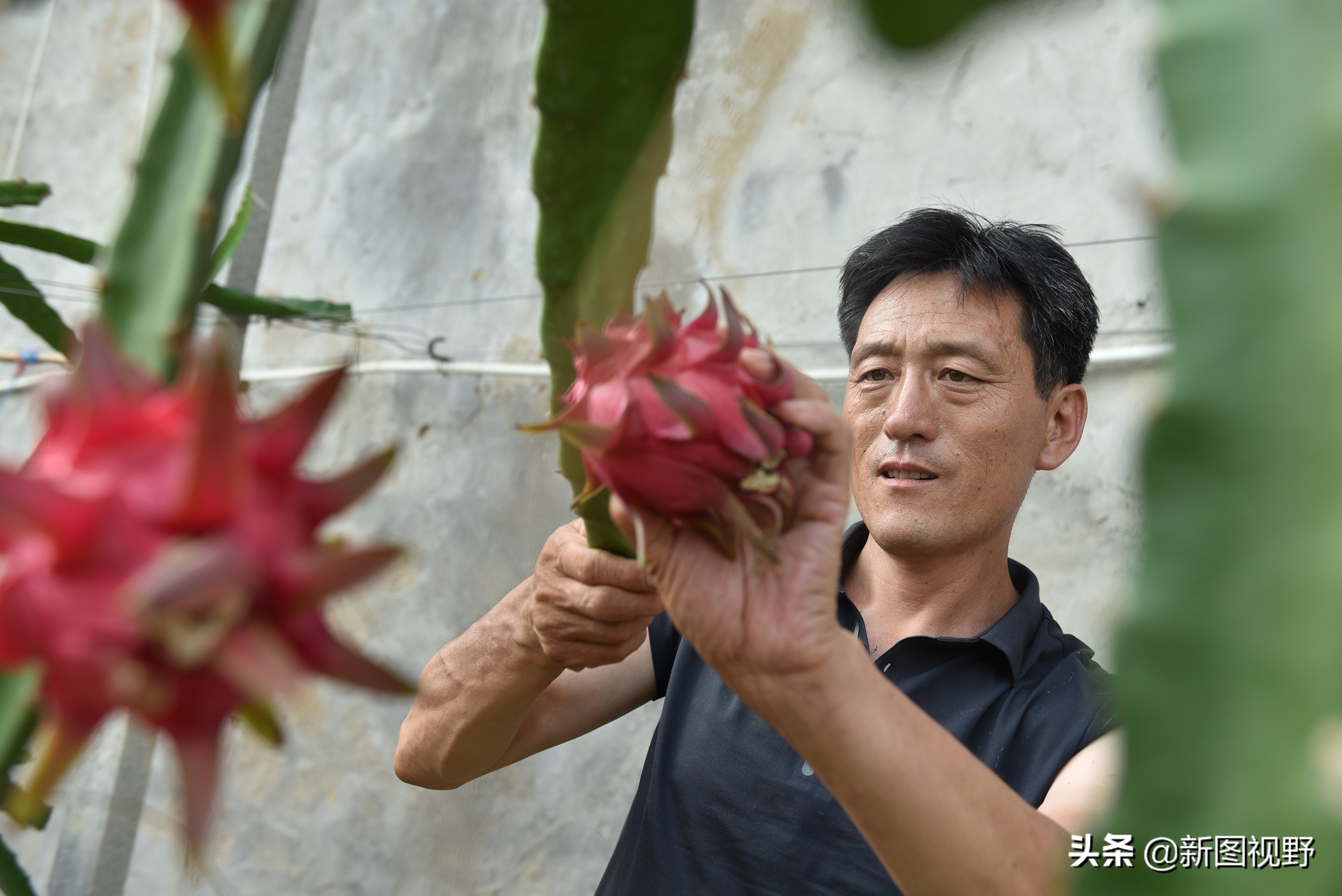 农村大哥种菜一年12万,农村大哥吃西瓜