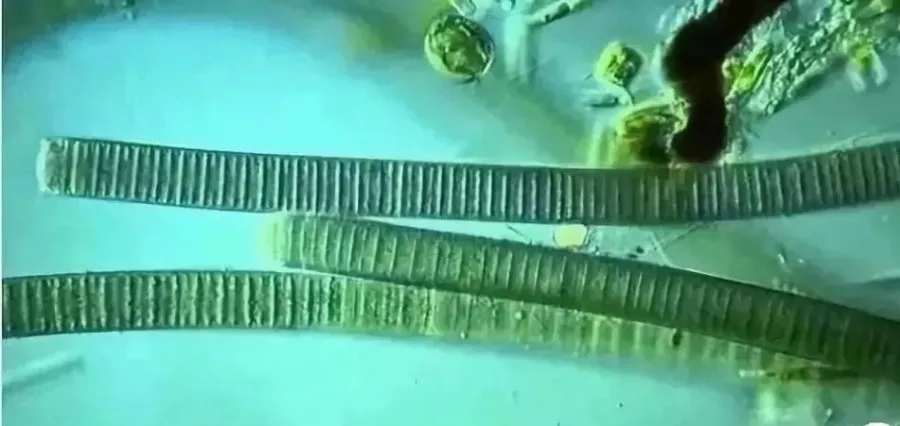 你认识的水生植物有什么,你认识的海洋生物