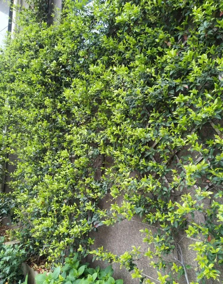 第七届园丁奖,第六届园丁奖奖励