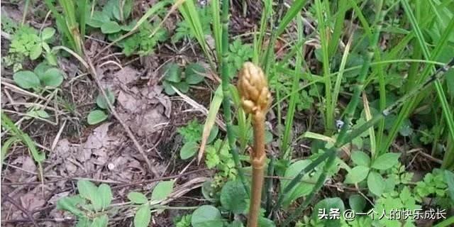 癫痫克星是什么草,路边杂草竟是珍稀中药