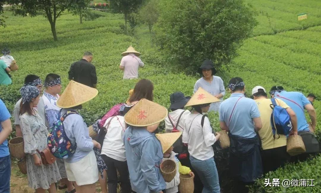 茶马世家茗茶馆,中国最美茶庄