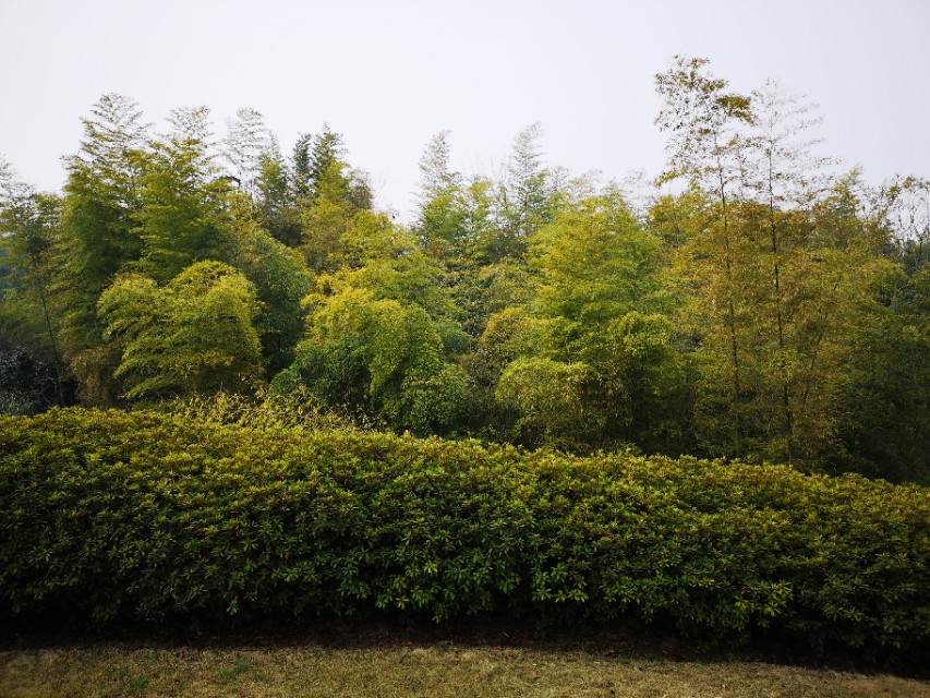 宜兴竹海游和龙背山森林公园游记