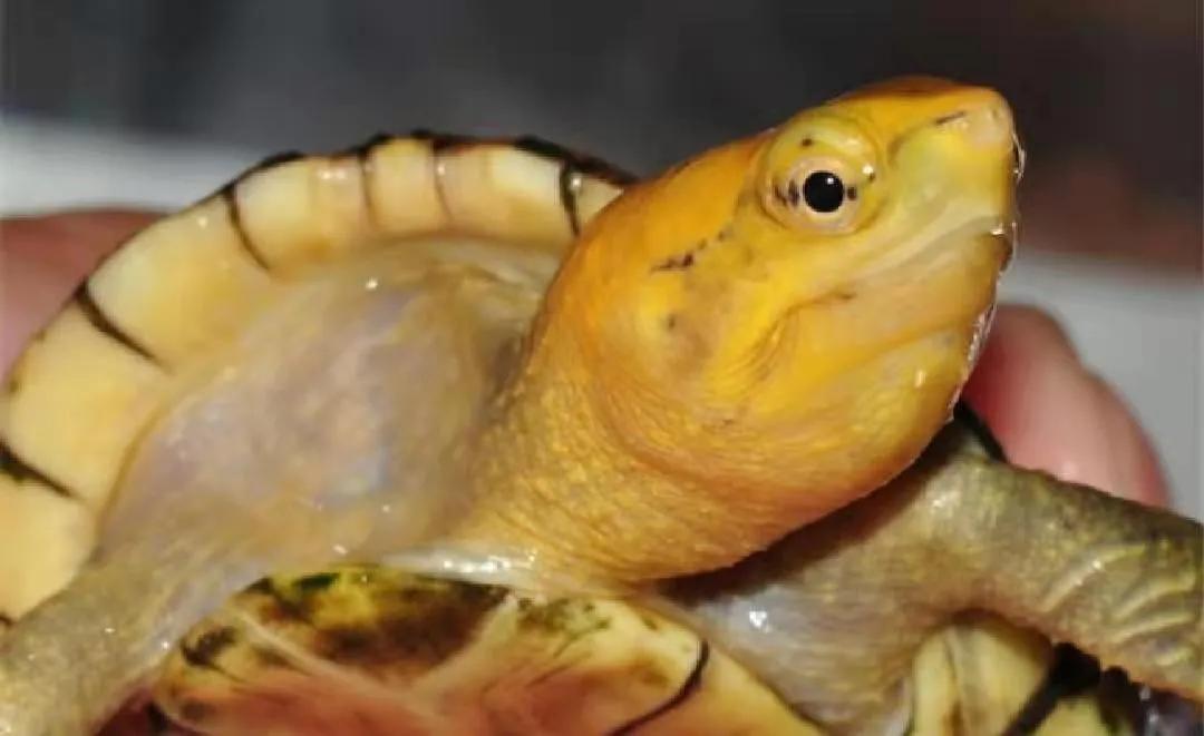 头盔龟和巨头龟怎么选,西非龟和沼泽龟哪个好养好看