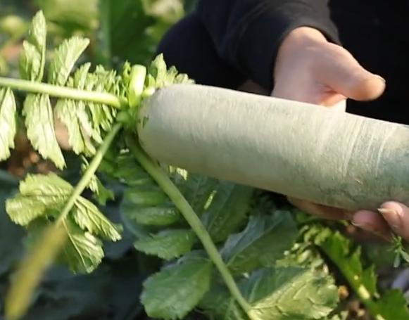 萝卜增产小技巧,怎样使萝卜高产