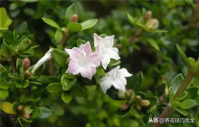 常见小区绿化100种植物图片,常见的水生植物有哪些种