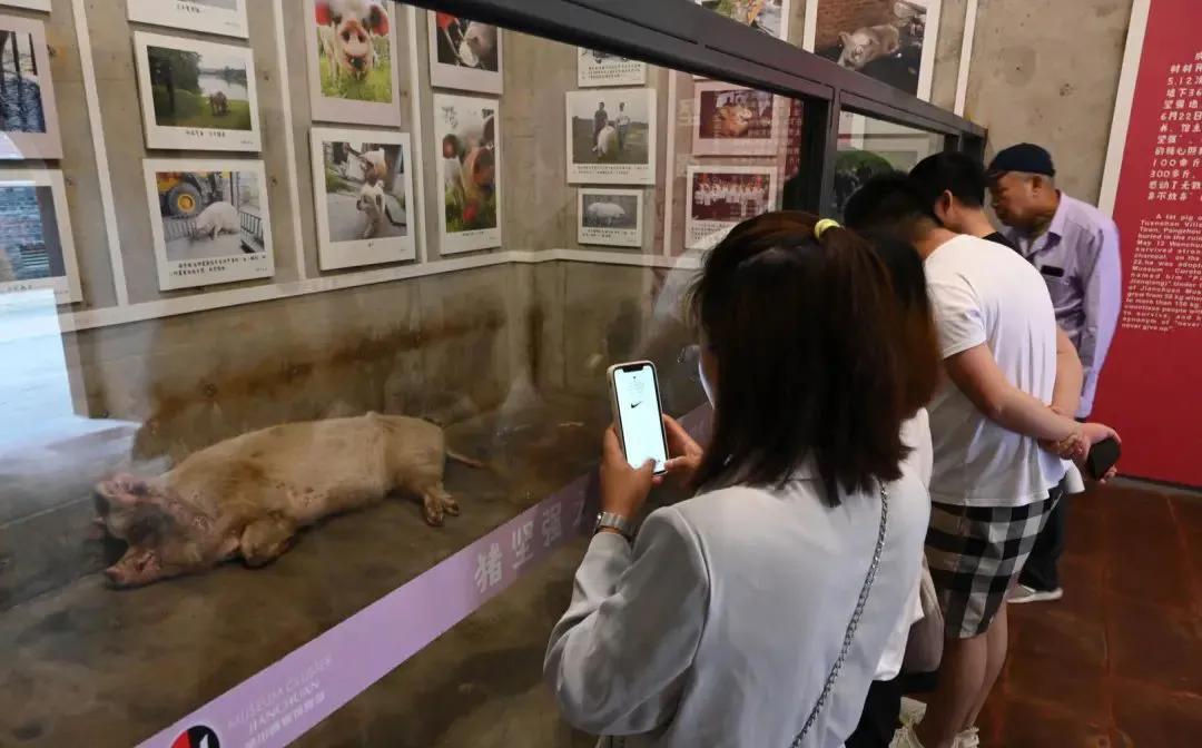 猪坚强可能即将走完生命旅程视频,猪坚强后继有人