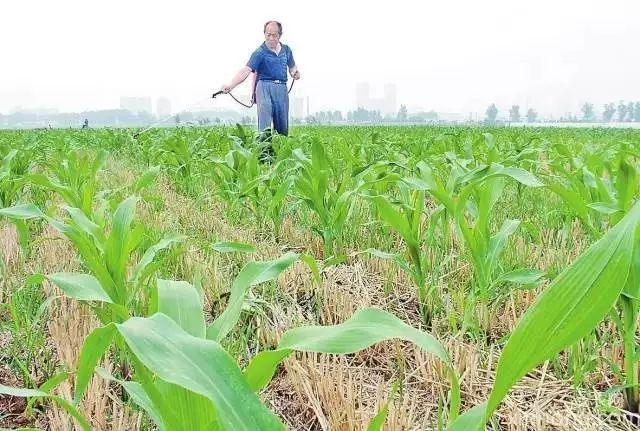 怎么预防玉米苗期病虫害,玉米苗期虫害防治方法
