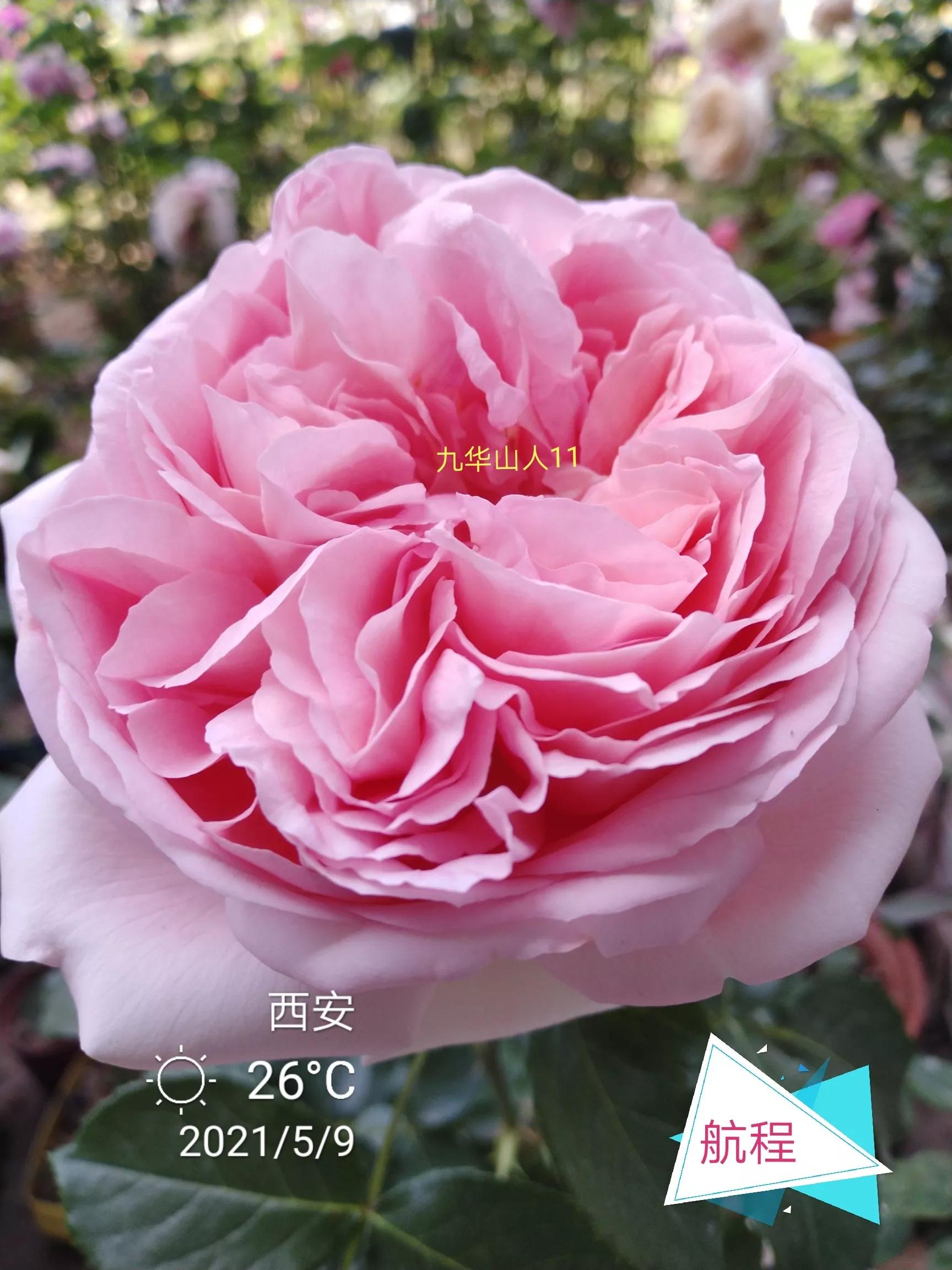 适合做切花的月季品种,十大公认最好切花月季