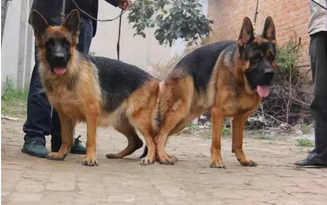 狗子交配后,为什么会背靠背闭锁?这不是很危险吗?