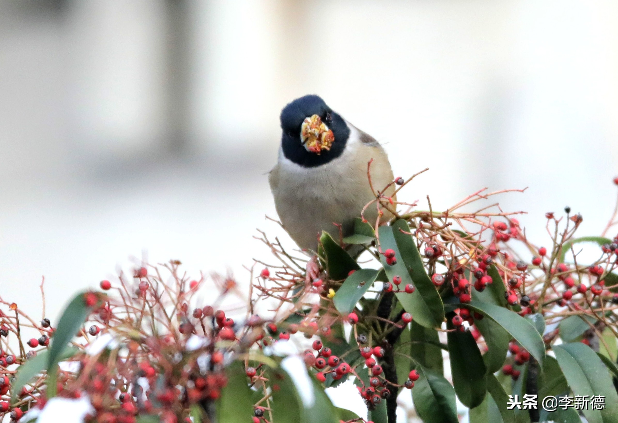 合肥拍到的小鸟,合肥乌鸟