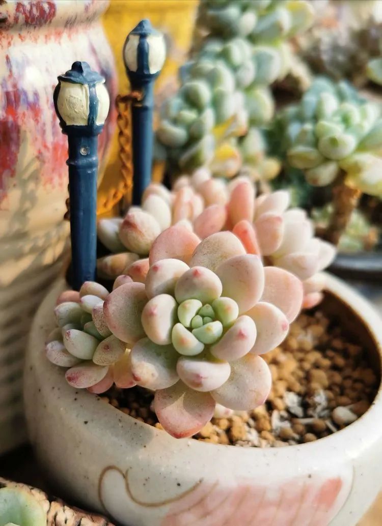 人生就像养多肉一样,人生如同养多肉时间不会怠慢