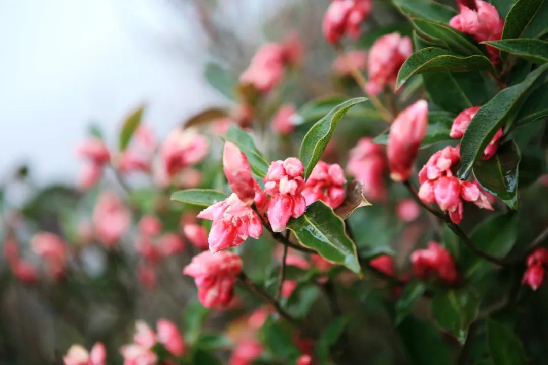 大明山风景区怎么玩划算,大明山五一游玩