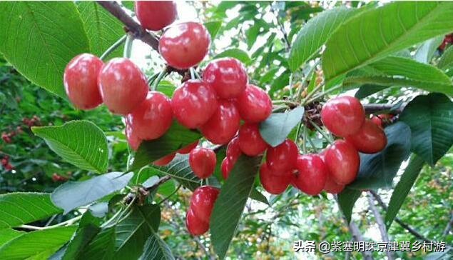 蓟县盘山三兄弟农家院,蓟县云龙农家院