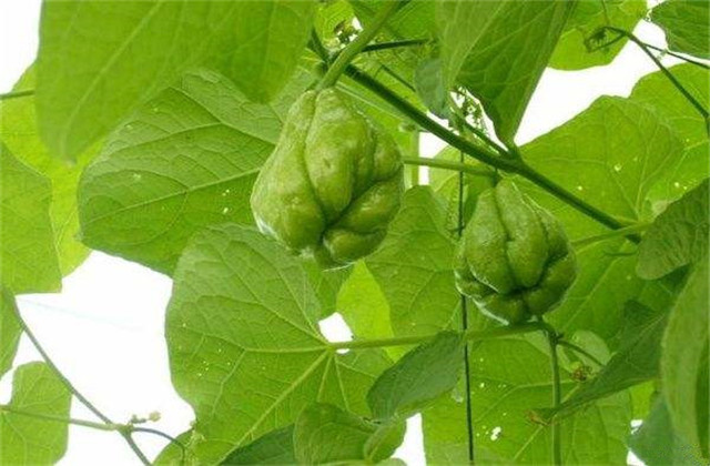 种植佛手瓜苗怎么做到苗多苗嫩长,佛手瓜今年种植明年是否还能结瓜