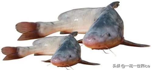 和河豚并称的珍品，干制鱼肚市场热抢，会是下一个养殖风口吗？