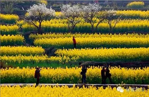 四川过年油菜花风景视频,3月去四川哪里看油菜花