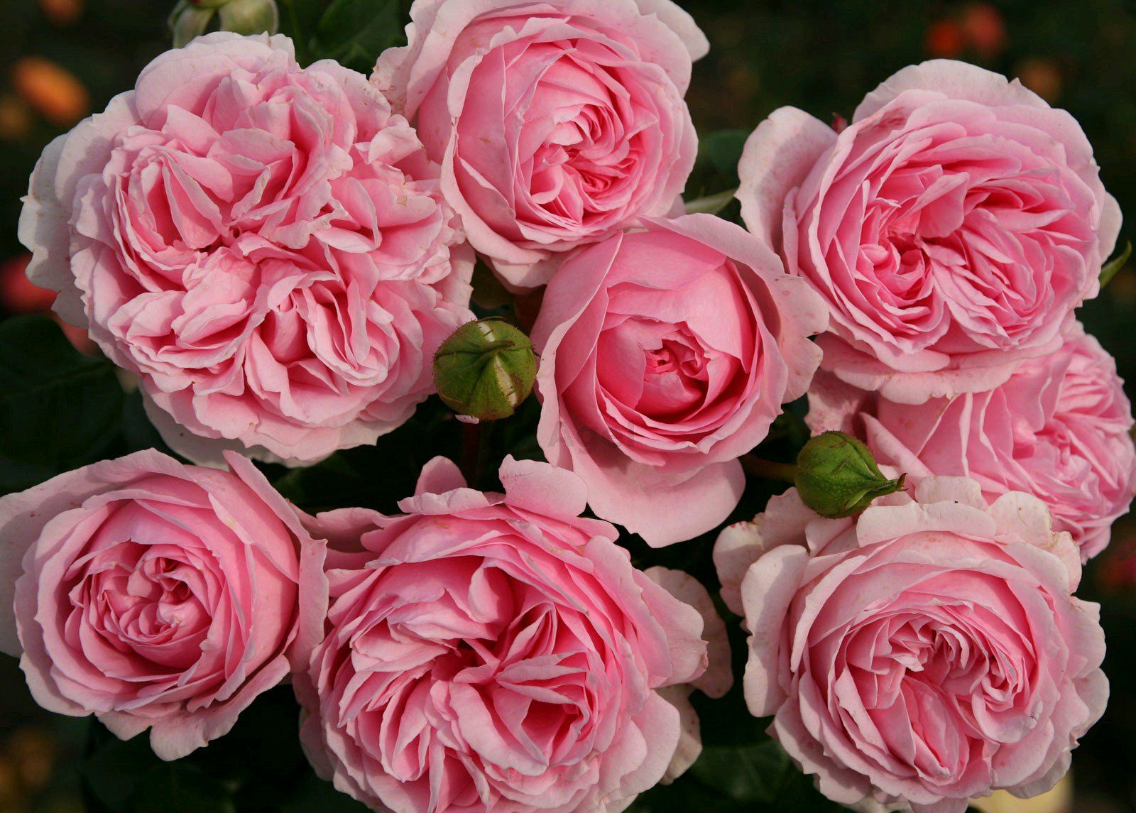 月季花长了虫子怎么处理,月季花上有绿色的小虫子怎么处理