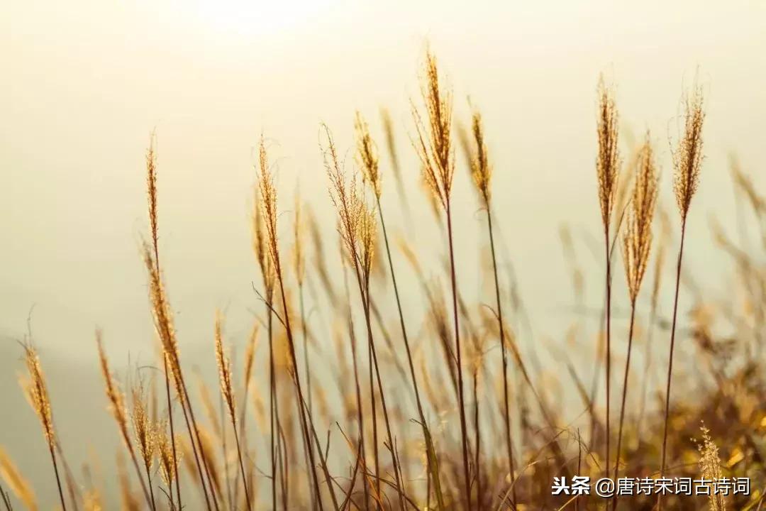 这些经典古诗词一开头就让人惊艳,经典古诗词开场