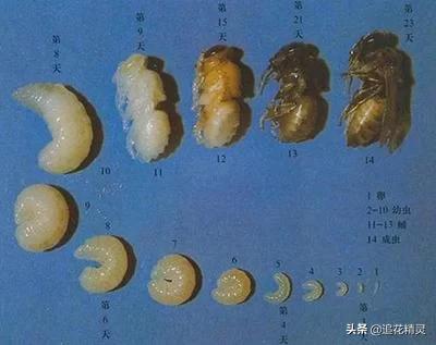 蜜蜂的勤劳让我感受到了,蜜蜂的勤劳是为了更好的活着