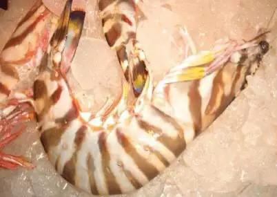 开海特价海鲜,开海的海鲜视频