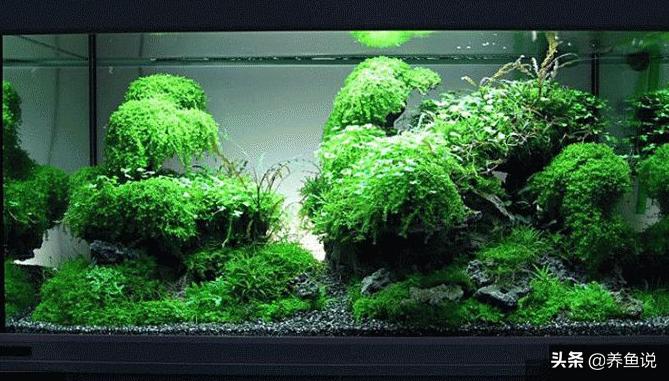鱼缸水草养不好的原因，很可能你这细节操作弄错了，纠正就好