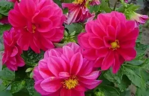 河南城市的市花有哪些花,全国56市市花图片