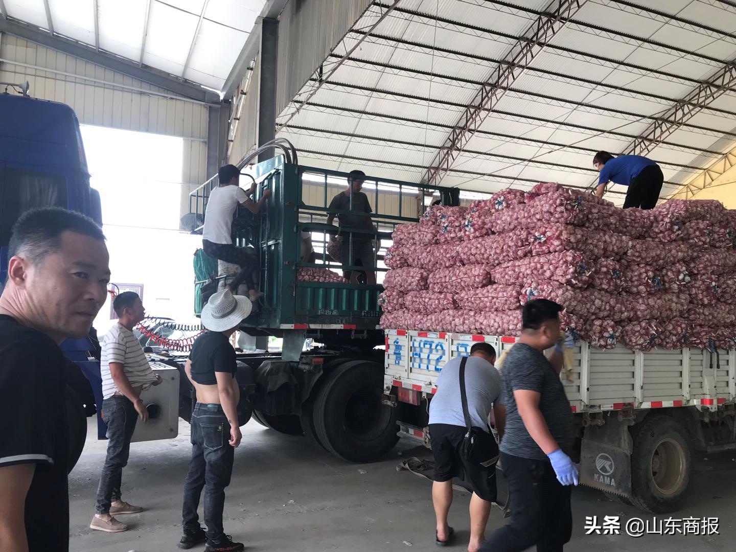 山东金乡蒜子,山东金乡县蒜苔