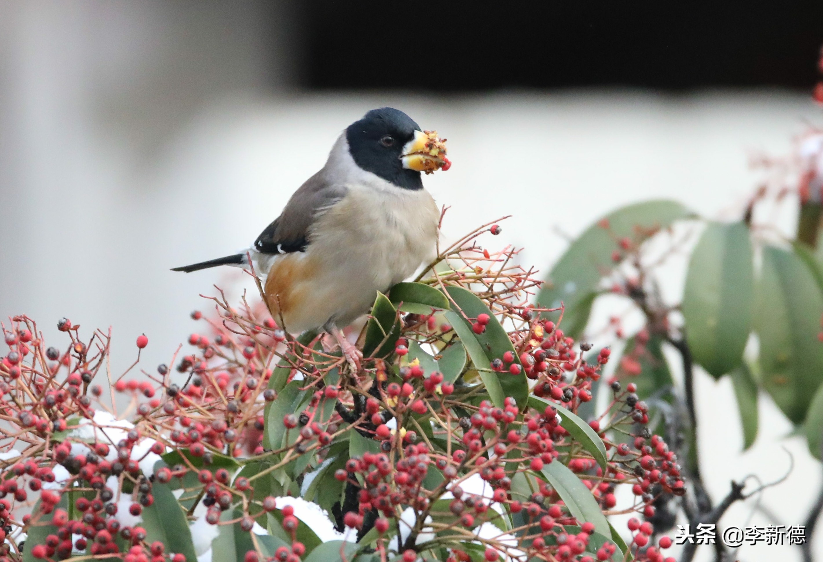 安徽合肥：大雪过后阳光灿烂，铜嘴鸟在树上觅食