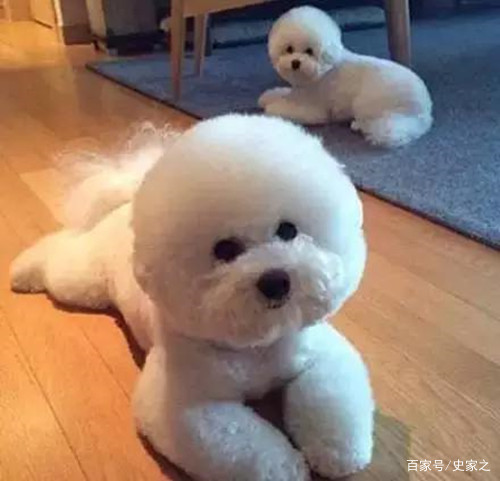 比熊怎么看出有没有病,比熊怎么辨识