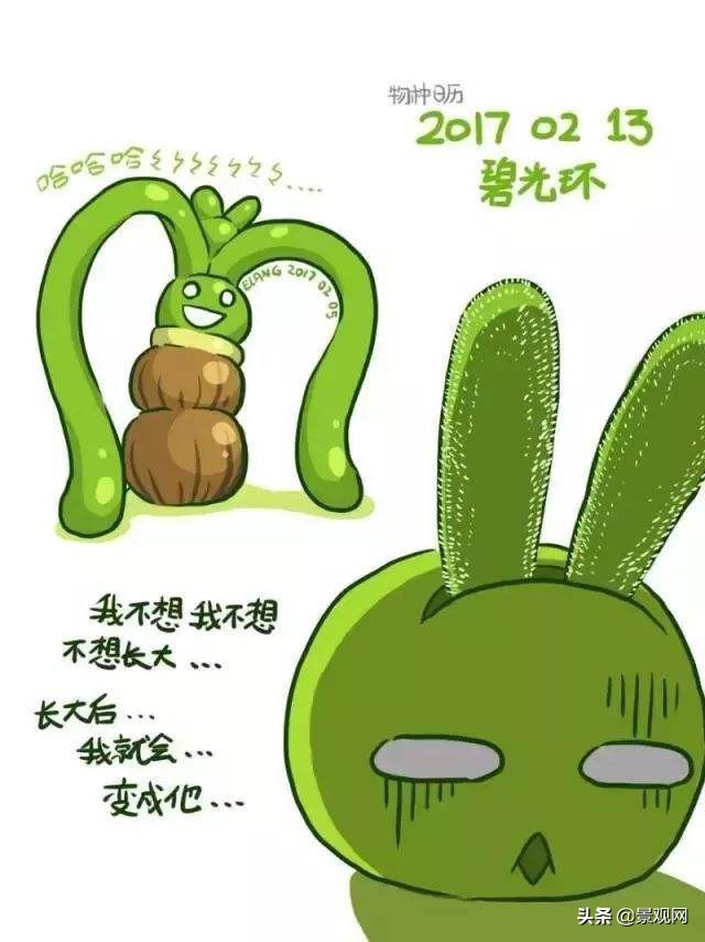 长有兔子耳朵的多肉好养,多肉兔耳朵能长多高