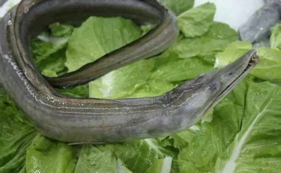 海鲜大全,最全海鲜冷知识