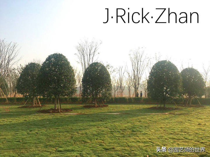 适合北方庭院种植的低矮草坪,家庭庭院怎样混搭种植草坪和蔬菜