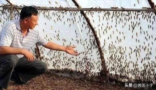 农村十大暴利食品小作坊创业资讯,农村小本创业暴利行业