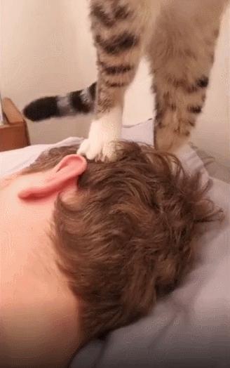 卑微的两脚兽，欢迎来到喵星人的世界