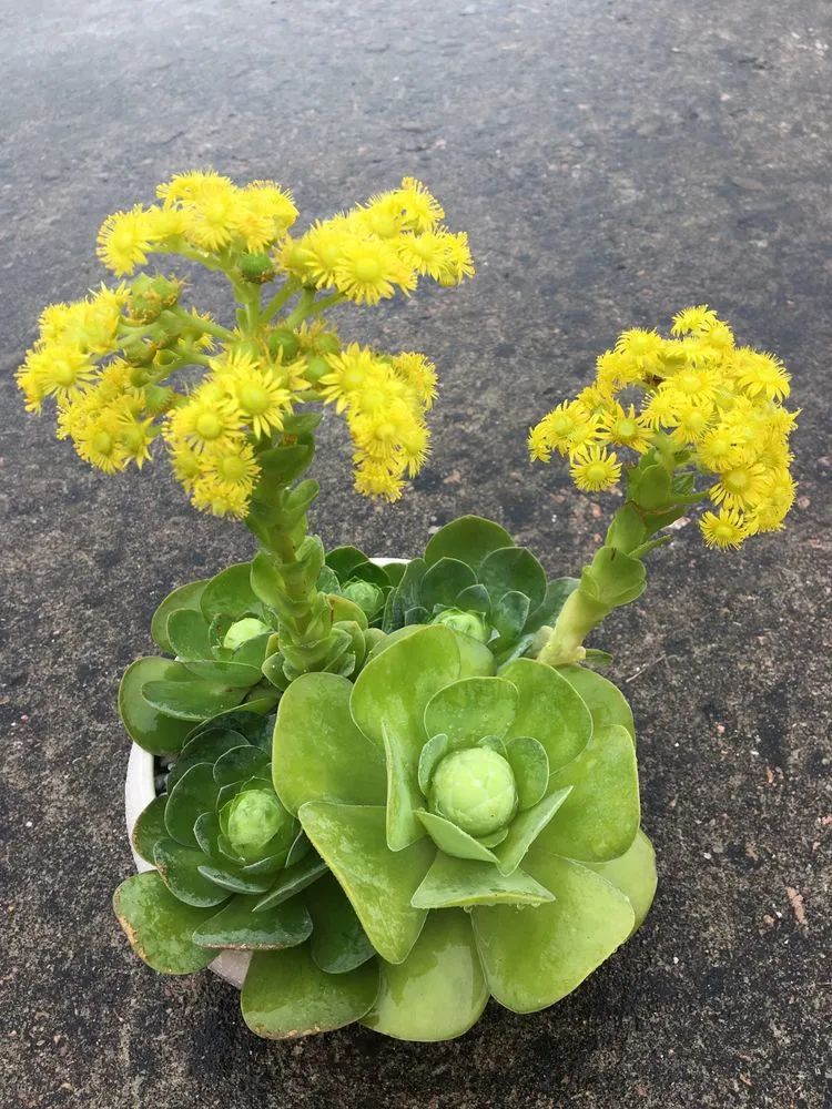 五颜六色的透明多肉,颜色超好看的多肉