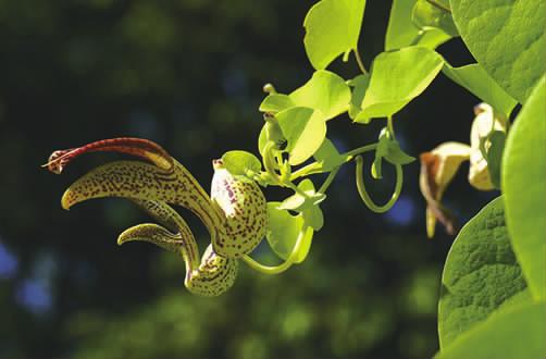 马兜铃科马兜铃属植物柔毛马兜铃,马兜铃目植物