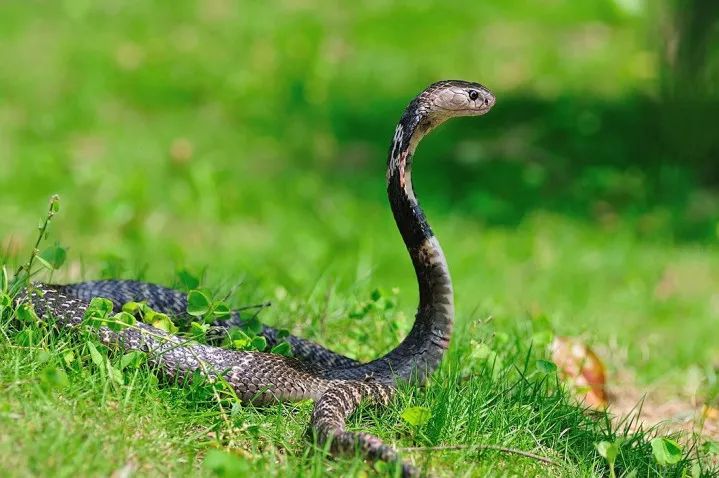 6大“杀不死”的生物,身体坏了可再生,脑袋没了还能跑?