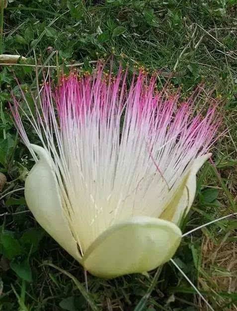 奇花异草大全罕见图文,极其罕见的奇花异草