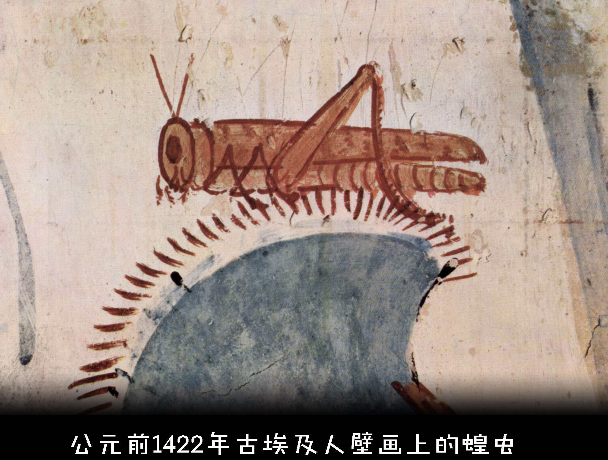 蝗虫有什么特别之处,蝗虫什么情况下有毒