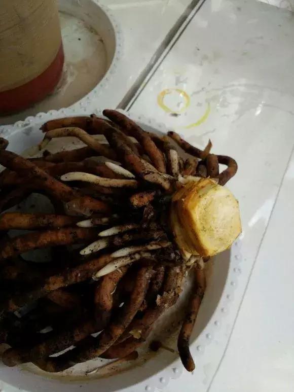 君子兰砍一刀留几公分,君子兰砍了一刀就开花了