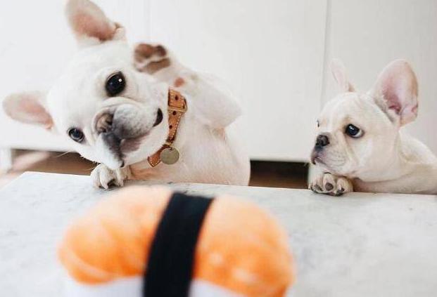 法斗呕吐白色泡沫粘液食欲正常,法斗发情的时候会影响食欲吗