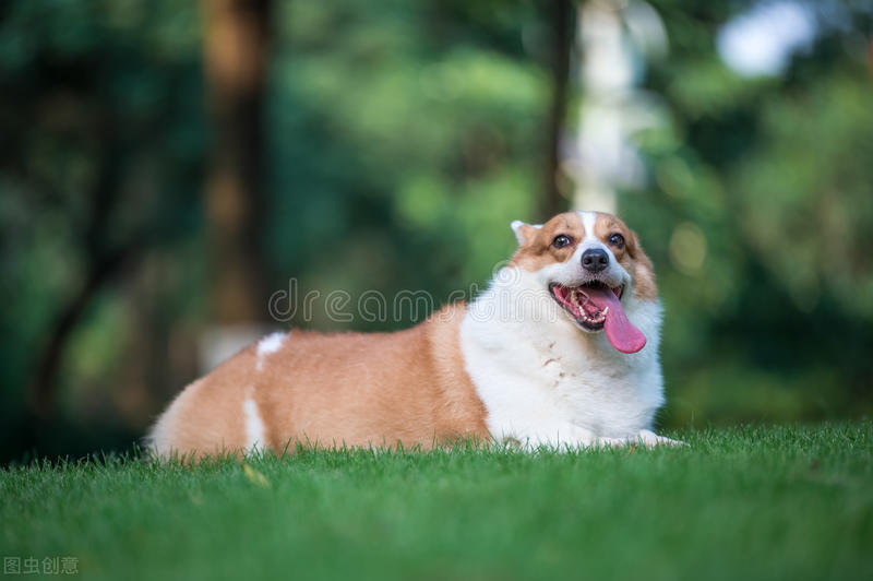 柯基犬的优点缺点有哪些,伊丽莎白女王的柯基犬怎么样了