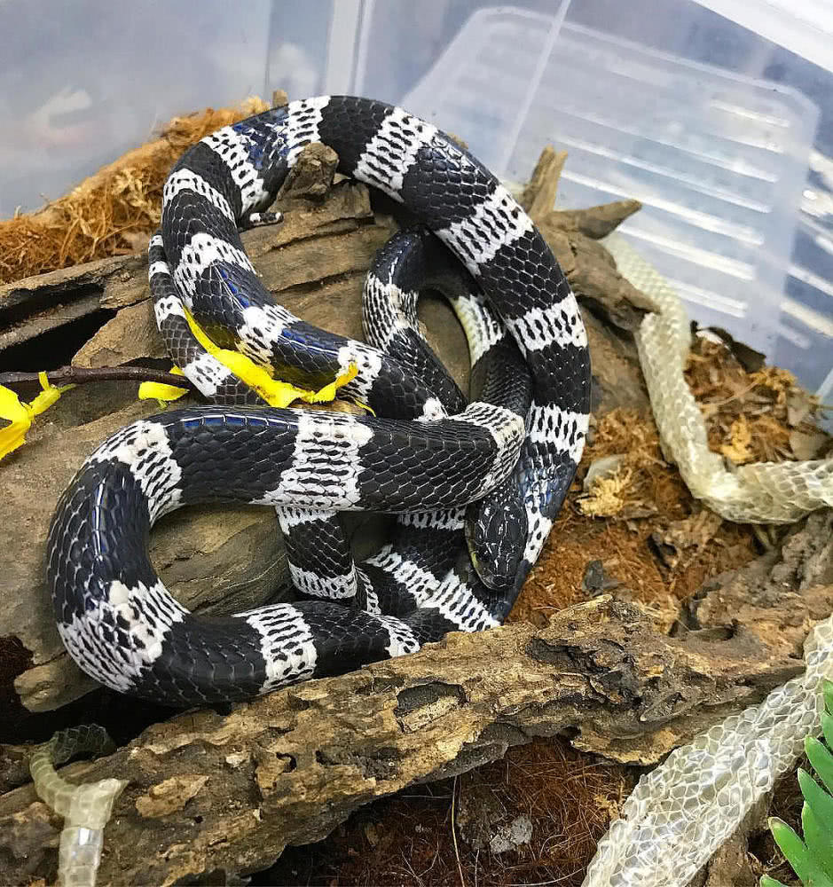 安徽工地发现一条剧毒眼镜蛇,野外银环蛇咬伤事件