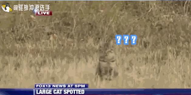 东方台主持人集体翻车现场视频,主持人电视直播新闻翻车名场面