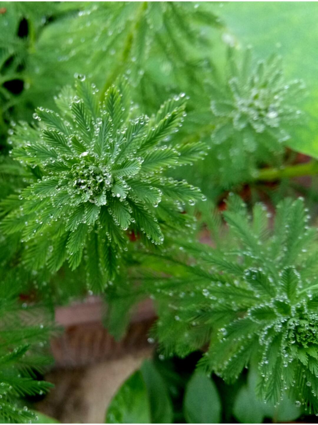 房内大缸水养植物,喝水的缸子养什么植物好看